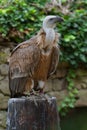 Griffon vulture (Gyps fulvus) Royalty Free Stock Photo