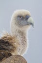 Griffon vulture Gyps fulvus portrait