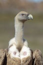 Griffon vulture Gyps fulvus, portrait