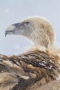 Griffon vulture Gyps fulvus portrait