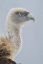 Griffon vulture Gyps fulvus portrait