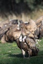 The griffon vulture Gyps fulvus with prey in the background of other vultures. A large vulture in the foreground with its head Royalty Free Stock Photo