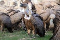 The griffon vulture Gyps fulvus with prey in the background of other vultures. A large vulture in the foreground with its head Royalty Free Stock Photo