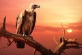 Griffon vulture Gyps fulvus sitting on a dead tree in sunset, vulture is perched on a branch at sunset, AI Generated