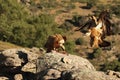 The Griffon vulture Gyps fulvus sitting on the grey rocks and the seconf griffon vulture is landing to the rock Royalty Free Stock Photo