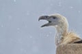 Griffon vulture portrait