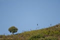 Griffon vulture Gyps fulvus soaring and evergreen oak Quercus ilex. Royalty Free Stock Photo