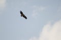 Griffon vulture Gyps fulvus soaring. Royalty Free Stock Photo