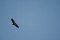 Griffon vulture Gyps fulvus soaring. Royalty Free Stock Photo