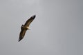 Griffon vulture Gyps fulvus soaring. Royalty Free Stock Photo