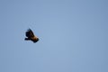 Griffon vulture Gyps fulvus soaring. Royalty Free Stock Photo