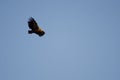 Griffon vulture Gyps fulvus soaring. Royalty Free Stock Photo