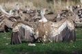 The griffon vulture Gyps fulvus with spread wings at prey in the background of other vultures. A typical example of feeding Royalty Free Stock Photo