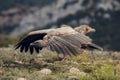 The griffon vulture Gyps fulvus take off from the ground showing its huge wings and walking across the green grass Royalty Free Stock Photo