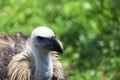 Griffon vulture Gyps fulvuscarefully looks around and looks f Royalty Free Stock Photo