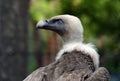 Griffon vulture Royalty Free Stock Photo