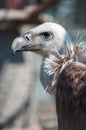 Griffon vulture head and neck