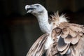 Griffon vulture Vulture Royalty Free Stock Photo