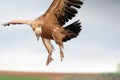 Griffon vulture landing Royalty Free Stock Photo