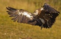 Griffon Vulture landing on the ground Royalty Free Stock Photo