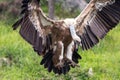 Griffon vulture landing on the meadow Royalty Free Stock Photo