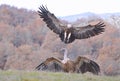 Griffon vulture landing on the meadow. Royalty Free Stock Photo