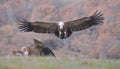 Griffon vulture landing on the meadow. Royalty Free Stock Photo