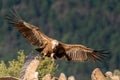 Griffon vulture landing Royalty Free Stock Photo