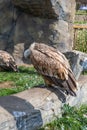 The griffon vulture is a large Old World vulture in the bird of prey family Accipitridae. The Eurasian griffon in the zoo of Kazan Royalty Free Stock Photo