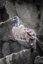 Griffon vulture, a large Old World vulture. Sand-coloured to dark brown, with a white head, neck and ruff birds with long, wide Royalty Free Stock Photo