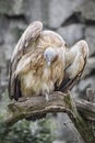 Griffon vulture, a large Old World vulture. Birds watching in the wildlife Royalty Free Stock Photo