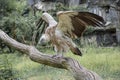 Griffon vulture, a large Old World vulture. Sand-coloured to dark brown, with a white head, neck and ruff birds Royalty Free Stock Photo