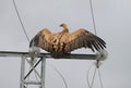 Griffon vulture in a light tower Royalty Free Stock Photo