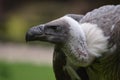 Griffon vulture Royalty Free Stock Photo