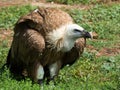 Griffon vulture