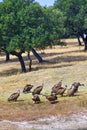 Griffon Vulture, Monfrague National Park, Spain Royalty Free Stock Photo