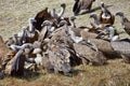 Griffon Vulture, Monfrague National Park, Spain Royalty Free Stock Photo