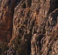 Griffon vulture nest in the mountain of the Natural Park of the DuratÃÂ³n River Canyon located in Segovia in Spain Royalty Free Stock Photo