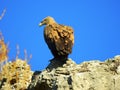 A griffon vulture looking left