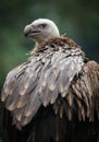 Griffon Vulture