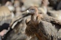 Griffon vulture portrait