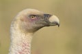 Griffon vulture portrait