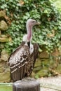 Griffon Vulture Royalty Free Stock Photo