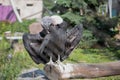 The Griffon vulture preening its feathers in captivity at the zoo Royalty Free Stock Photo