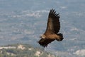 Griffon vulture from the Projecte Canyet animal conservation project with the Cocentaina valley in the background