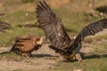 Griffon vulture rebuking a bearded vulture Royalty Free Stock Photo