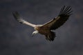 Griffon vulture, gyps fulvus, Bulgaria Royalty Free Stock Photo