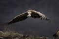 Griffon vulture, gyps fulvus, Bulgaria Royalty Free Stock Photo