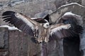 Griffon Vulture sits on a log spreading its huge wings, the Asian eagle is a scavenger