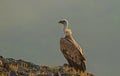 Griffon Vulture Royalty Free Stock Photo